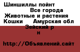 Шиншиллы пойнт ns1133,ny1133. - Все города Животные и растения » Кошки   . Амурская обл.,Зейский р-н